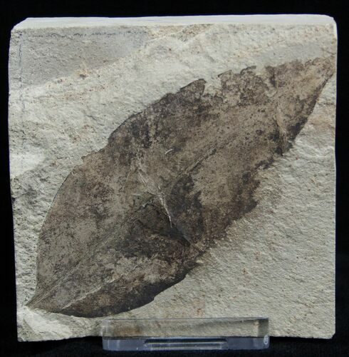 Fossil Leaf Insect Bitten - Green River Formation #2133